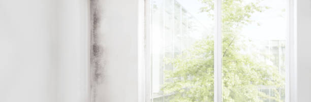 Best Basement Mold Removal  in Merlin, OR