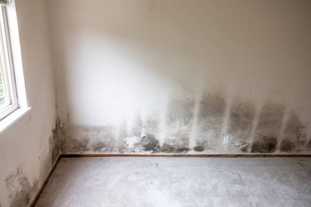 Best Residential Mold Inspection & Testing  in Merlin, OR