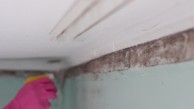 Professional Mold Removal in Merlin, OR
